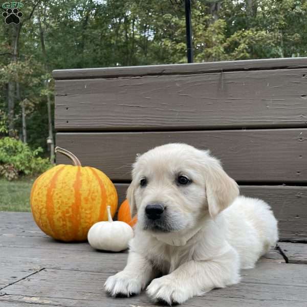 Clover, Golden Retriever Puppy