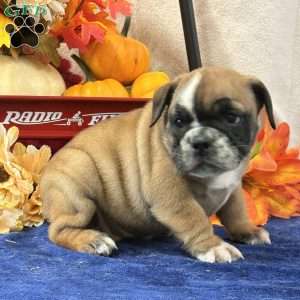 Zara, Miniature Bulldog Puppy