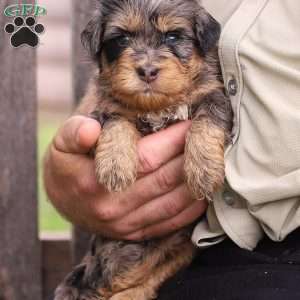 Peter, Mini Bernedoodle Puppy