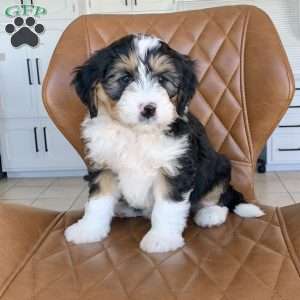 Gus, Mini Bernedoodle Puppy