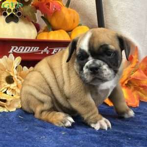 Zara, Miniature Bulldog Puppy