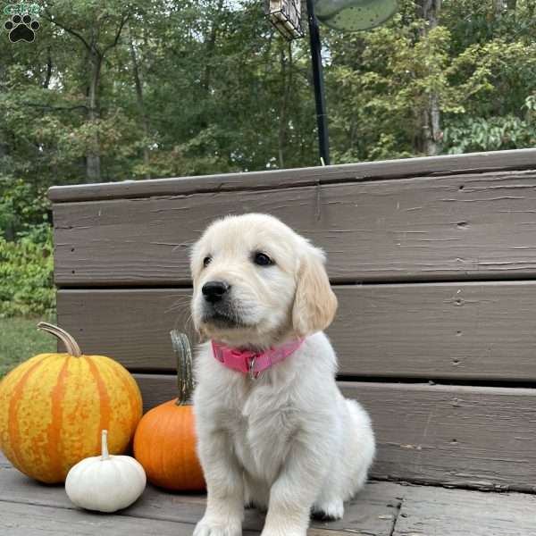 Carly, Golden Retriever Puppy