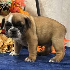 Zara, Miniature Bulldog Puppy