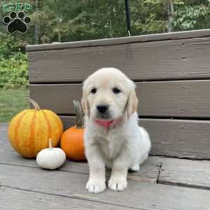 Carly, Golden Retriever Puppy