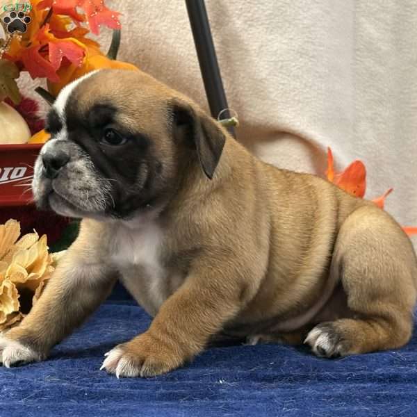 Zara, Miniature Bulldog Puppy