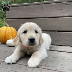 Carly, Golden Retriever Puppy