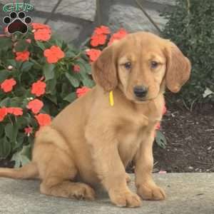 Lilly, Golden Retriever Puppy