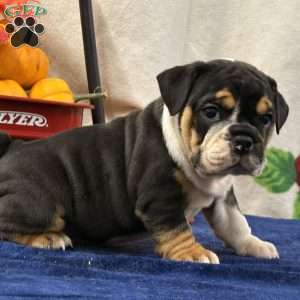 Mara, Miniature Bulldog Puppy