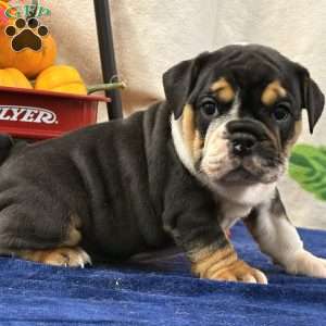 Mara, Miniature Bulldog Puppy
