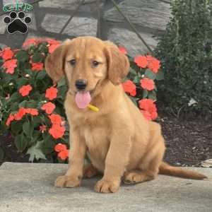 Lilly, Golden Retriever Puppy