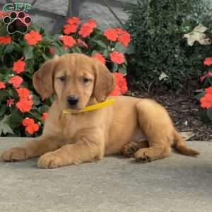 Lilly, Golden Retriever Puppy