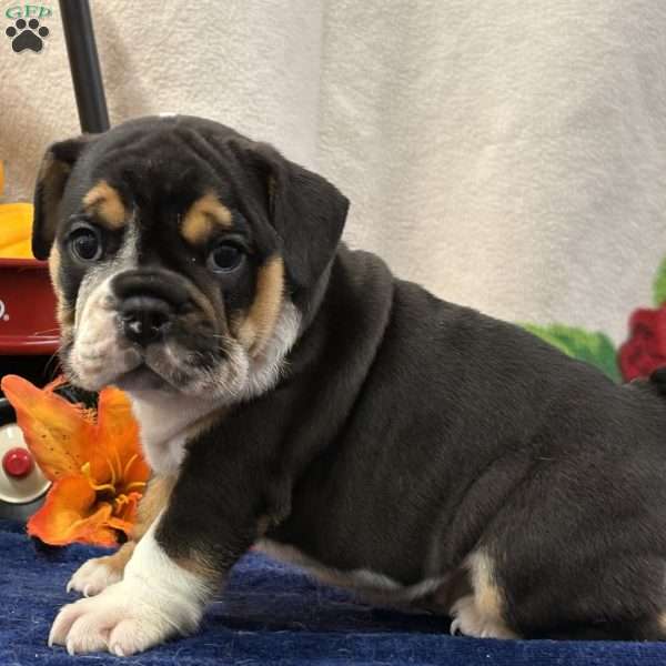 Mara, Miniature Bulldog Puppy