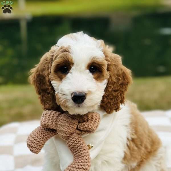 Dixie, Mini Goldendoodle Puppy