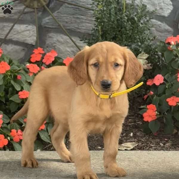 Lilly, Golden Retriever Puppy