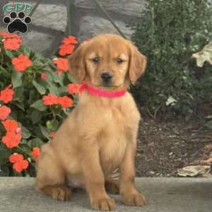 Layla, Golden Retriever Puppy