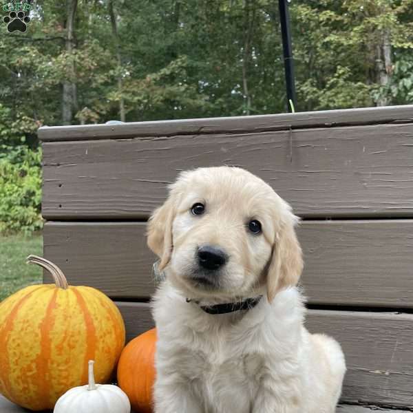 Cami, Golden Retriever Puppy