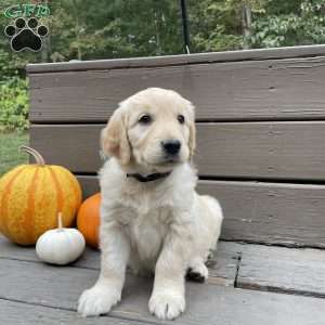 Cami, Golden Retriever Puppy