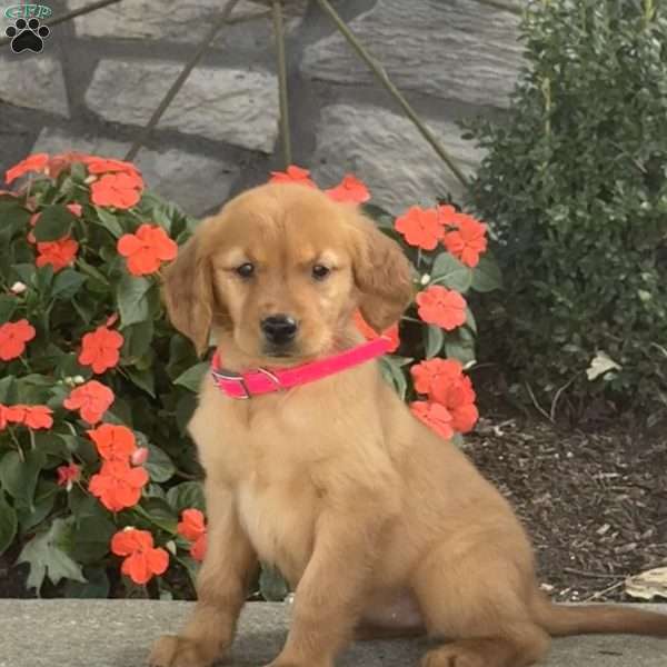 Layla, Golden Retriever Puppy