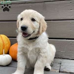 Cami, Golden Retriever Puppy