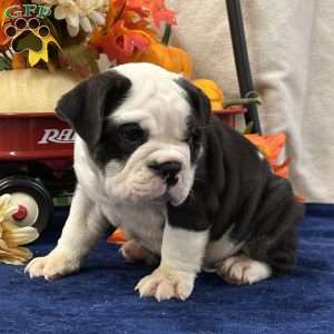 Mason, Miniature Bulldog Puppy