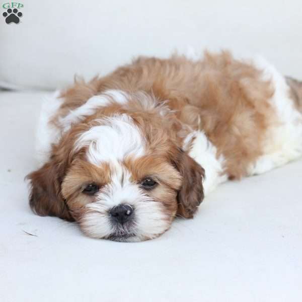 Charlie, Shih-Poo Puppy