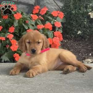 Layla, Golden Retriever Puppy