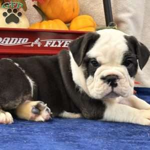 Mason, Miniature Bulldog Puppy