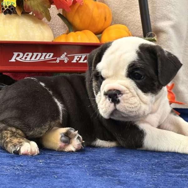 Mason, Miniature Bulldog Puppy