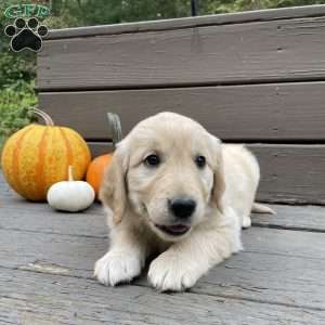 Cami, Golden Retriever Puppy