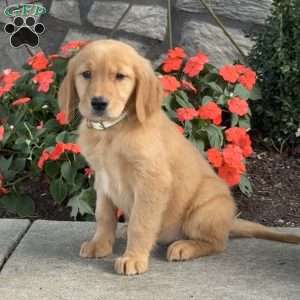 Lacey, Golden Retriever Puppy