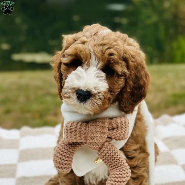 Dolly, Mini Goldendoodle Puppy