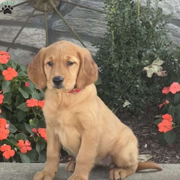 Lexi, Golden Retriever Puppy