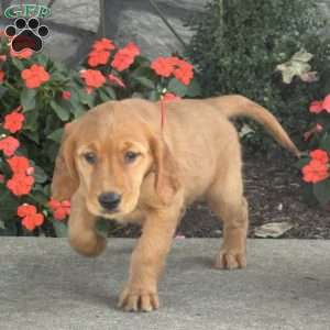 Lexi, Golden Retriever Puppy