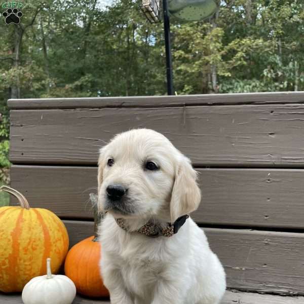 Clara, Golden Retriever Puppy