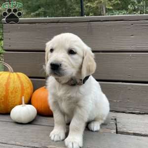 Clara, Golden Retriever Puppy