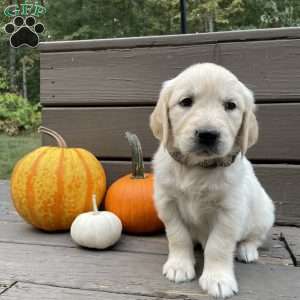Clara, Golden Retriever Puppy
