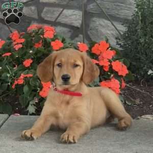 Lexi, Golden Retriever Puppy