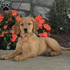 Lexi, Golden Retriever Puppy