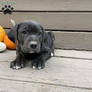 Buddy, Golden Retriever Mix Puppy