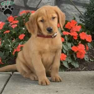 Lilac, Golden Retriever Puppy