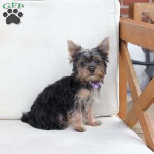 Sophie, Yorkie Puppy