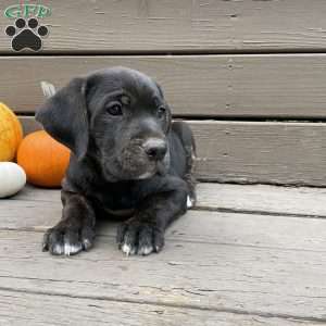 Buddy, Golden Retriever Mix Puppy