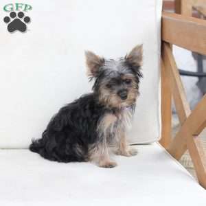 Sophie, Yorkie Puppy