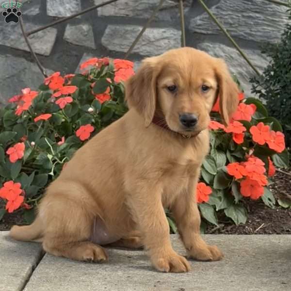 Lilac, Golden Retriever Puppy
