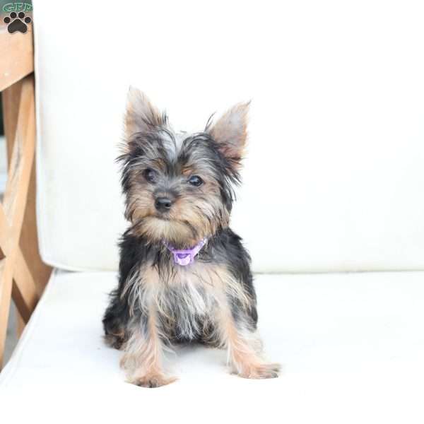 Sophie, Yorkie Puppy
