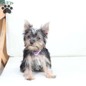 Sophie, Yorkie Puppy