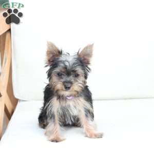 Sophie, Yorkie Puppy