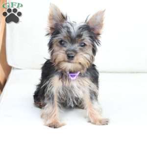 Sophie, Yorkie Puppy
