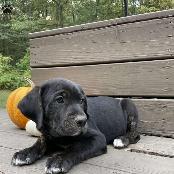 Buddy, Golden Retriever Mix Puppy