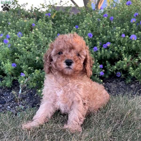 Willow, Cavapoo Puppy